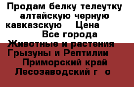 Продам белку телеутку алтайскую,черную кавказскую. › Цена ­ 5 000 - Все города Животные и растения » Грызуны и Рептилии   . Приморский край,Лесозаводский г. о. 